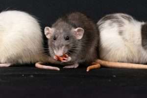 Read more about the article Why Summer Rodents Are a Big Problem for Sydney Offices