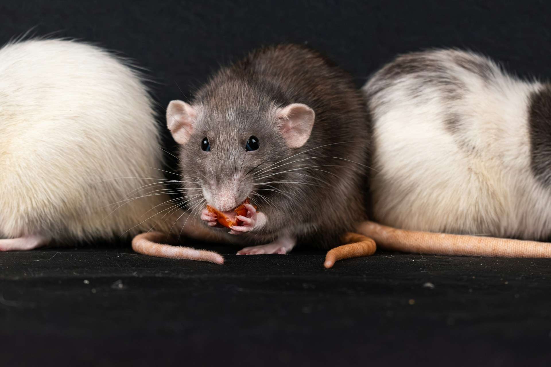 You are currently viewing Why Summer Rodents Are a Big Problem for Sydney Offices