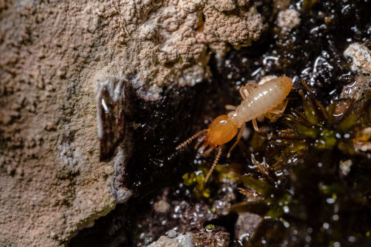 You are currently viewing Understanding Termite Treatment Options for Sydney Homes