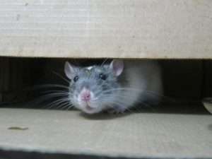 Read more about the article How to Handle Warehouse Pest Control in Northwest SydneyThis Season