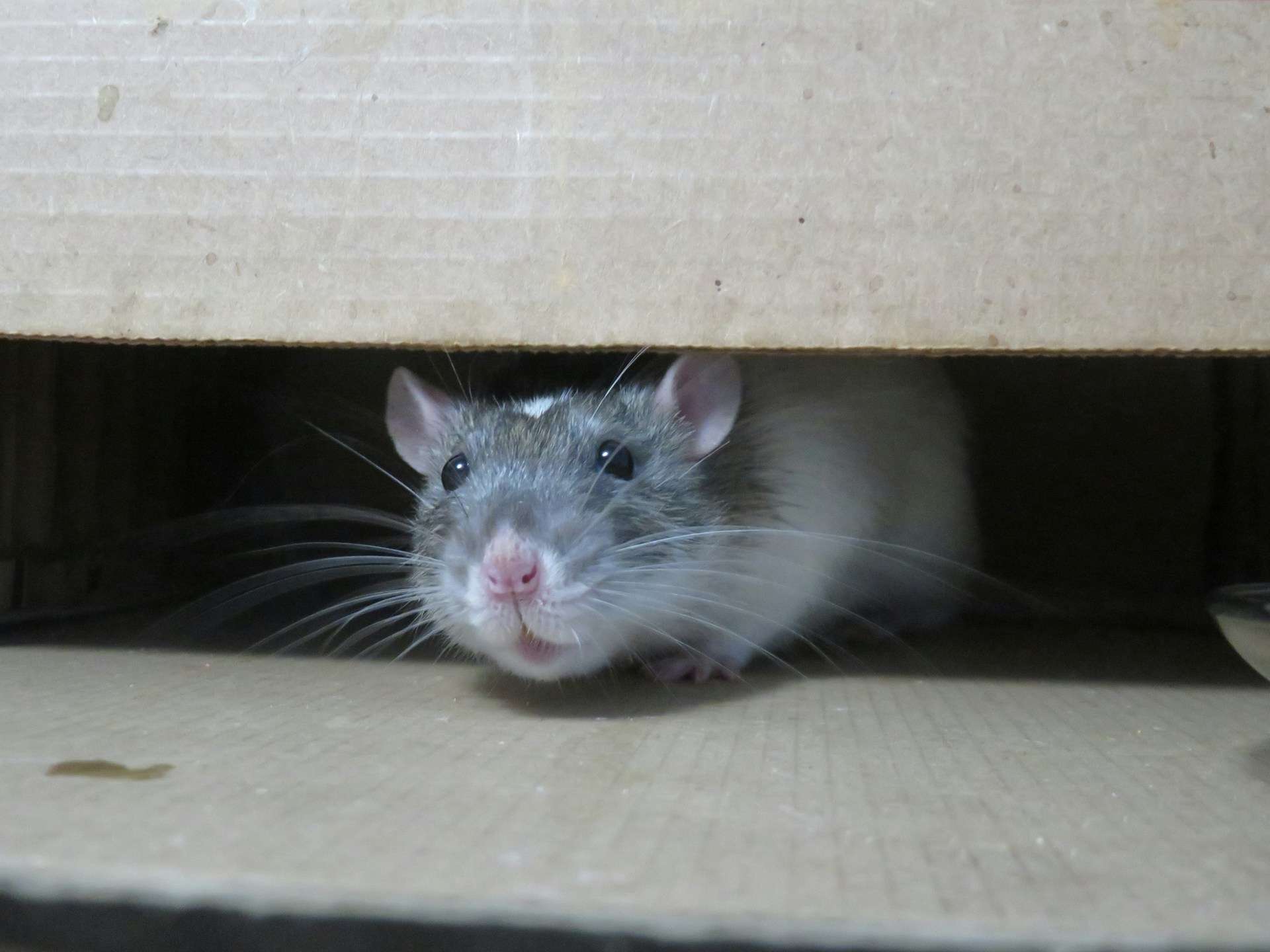 You are currently viewing How to Handle Warehouse Pest Control in Northwest SydneyThis Season
