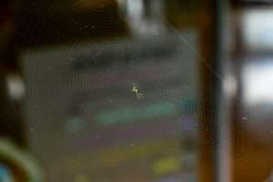 Read more about the article Steps to Keeping Spiders Out of Sydney Shopping Centres