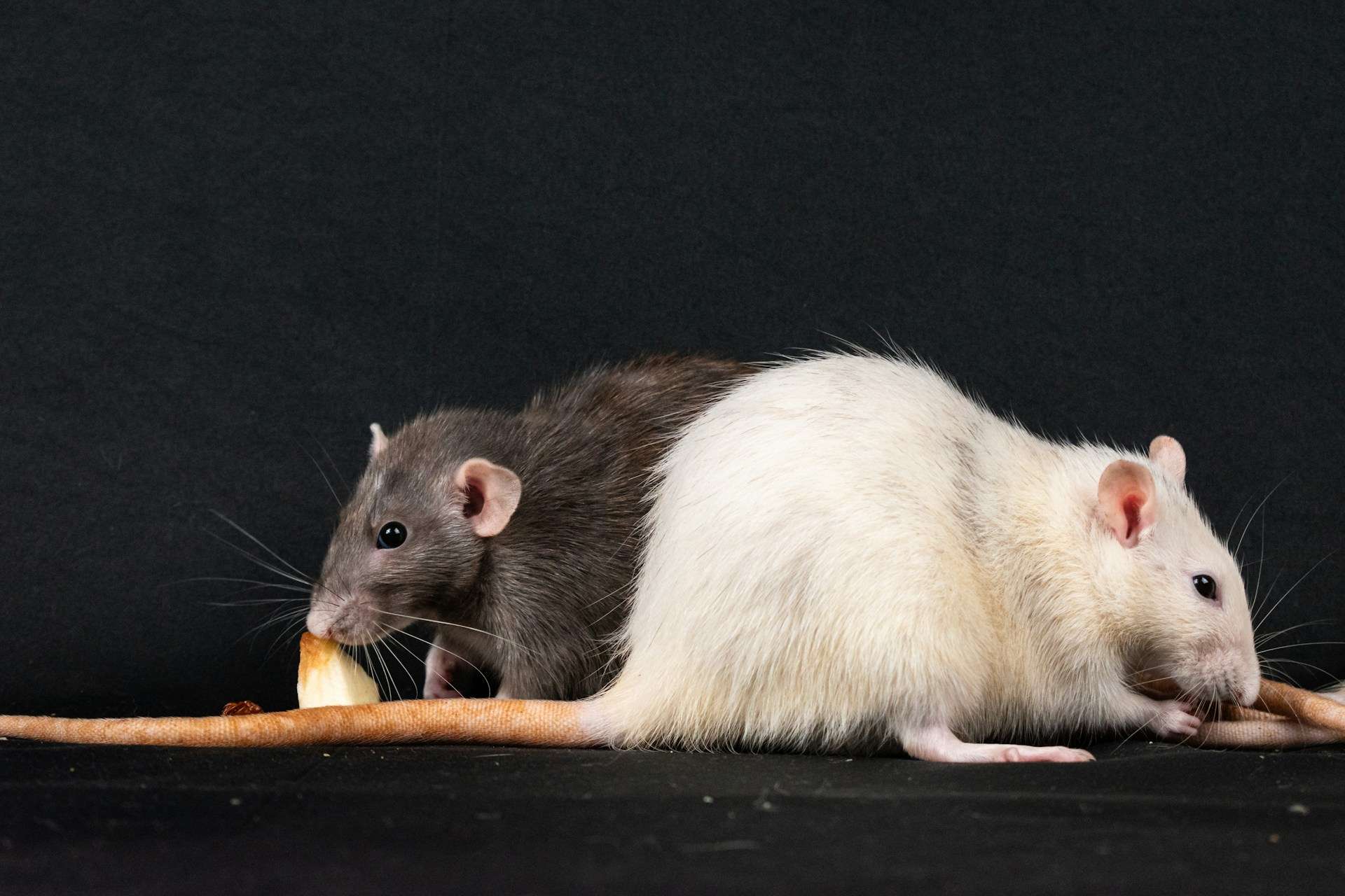 You are currently viewing Why Summer Is Peak Season for Rodents in Northern Sydney Schools