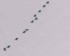 Read more about the article What to Do When Ants Invade Your Sydney Office Over the Holidays