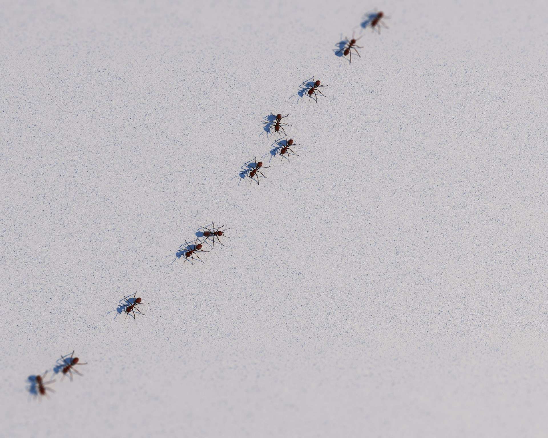 You are currently viewing What to Do When Ants Invade Your Sydney Office Over the Holidays