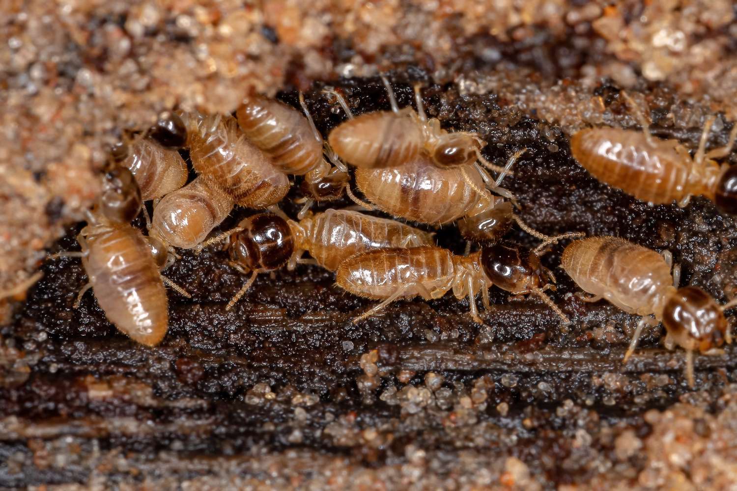You are currently viewing How to Spot Termite Damage Early in Your Sydney Home