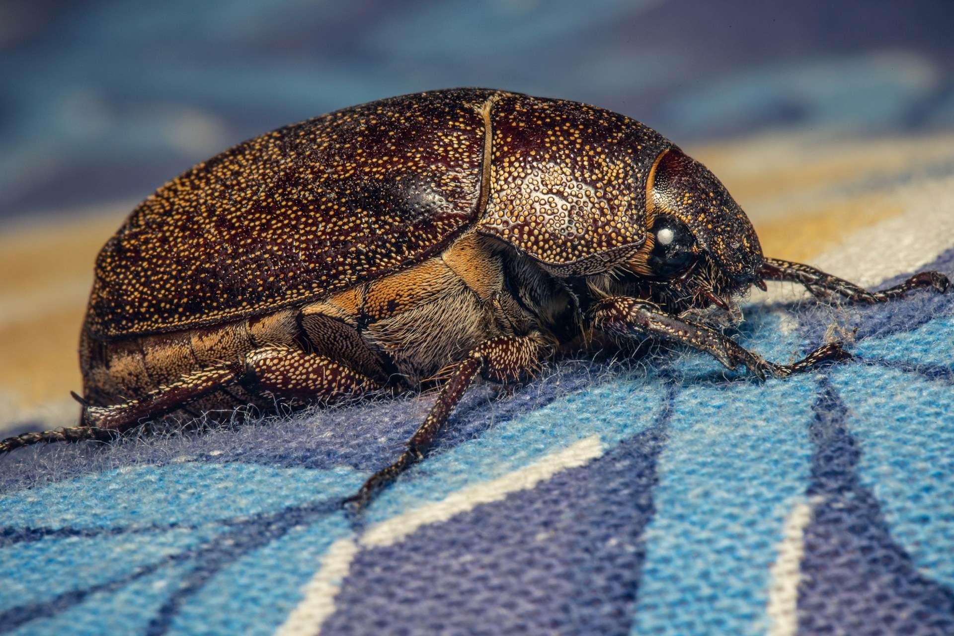 You are currently viewing Understanding Carpet Beetle Risks for Sydney Families